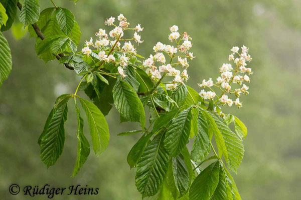 Aesculus hippocastanum (Gewöhnliche Rosskastanie), 19.5.2019