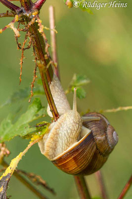 Helix pomatia (Weinbergschnecke), 25.8.2017