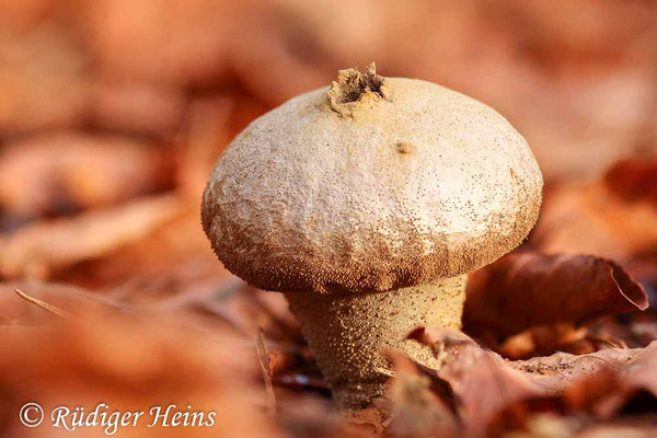 Lycoperdon perlatum (Flaschen-Stäubling), 22.11.2016 (Stack aus sieben Fotos)