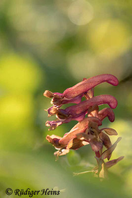 Corydalis cava (Hohler Lerchensporn), 27.4.2022