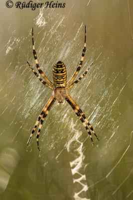 Argiope bruennichi (Zebraspinne, Wespenspinne), 30.7.2020