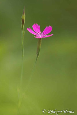 Dianthus deltoides (Heide-Nelke), 21.9.2021