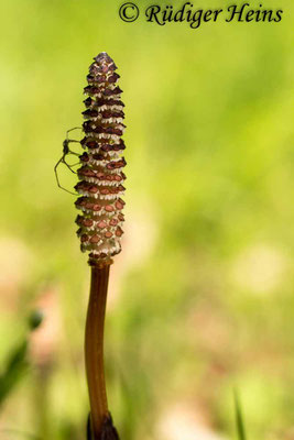 Equisetum arvense (Acker-Schachtelhalm), 29.4.2018