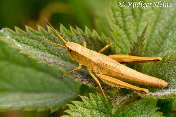 Chrysochraon dispar (Große Goldschrecke) Weibchen, 22.9.2017