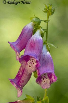 Digitalis purpurea (Roter Fingerhut), 20.6.2024