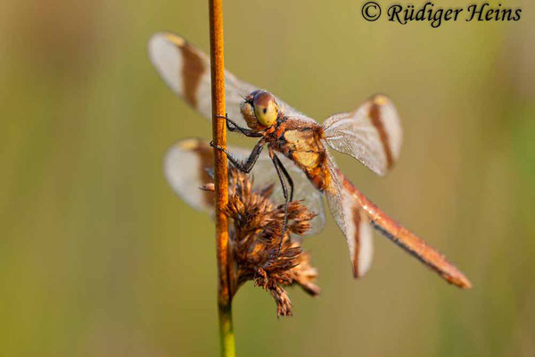 Sympetrum pedemontanum (Gebänderte Heidelibelle) Weibchen, 16.8.2009