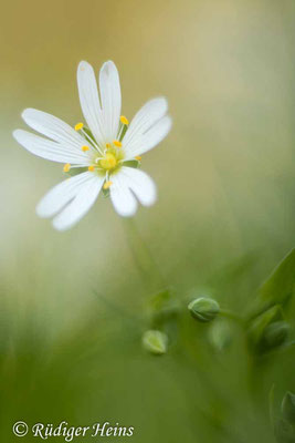 Stellaria holostea (Große Sternmiere), 28.4.2022