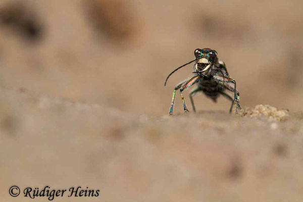 Cicindela hybrida (Dünen-Sandlaufkäfer), 12.8.2020