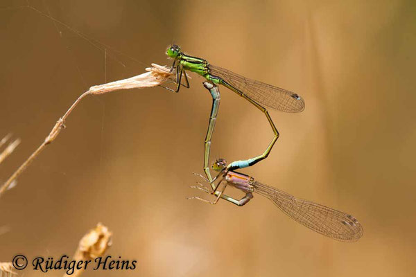 Ischnura genei (Insel-Pechlibelle) Paarung, 22.6.2018