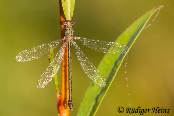 Chalcolestes viridis (Westliche Weidenjungfer) Weibchen