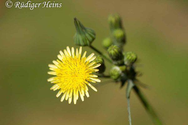 Sonchus oleraceus (Kohl-Gänsedistel), 11.9.2019