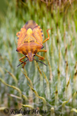Carpocoris fuscispinus (Nördliche Fruchtwanze)