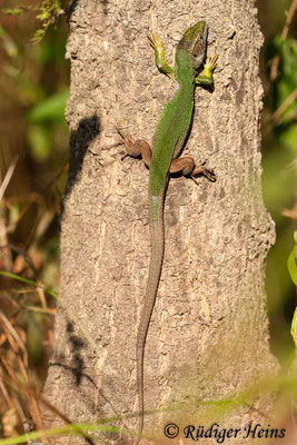 Lacerta trilineata (Riesen-Smaragdeidechse), 23.7.2007