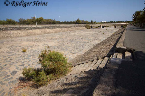 Gallotia stehlini (Gran-Canaria-Rieseneidechse) Habitat