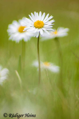 Bellis perennis (Gänseblümchen)