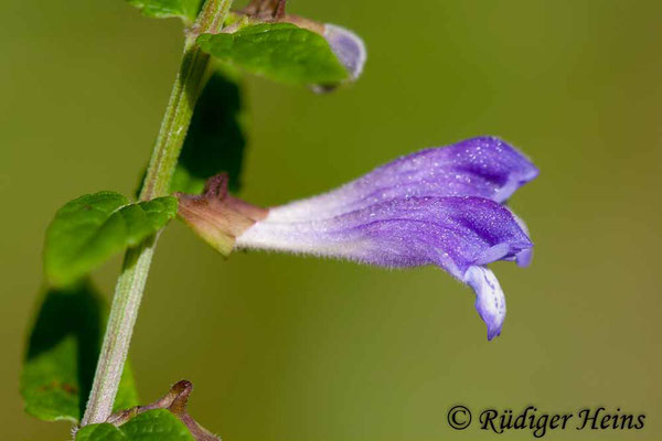 Scutellaria galericulata (Sumpf-Helmkraut), 24.8.2008