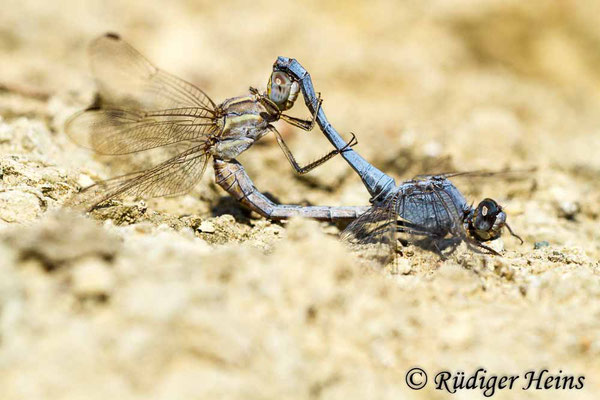 Orthetrum taeniolatum (Zierlicher Blaupfeil) Paarung, 28.10.2015