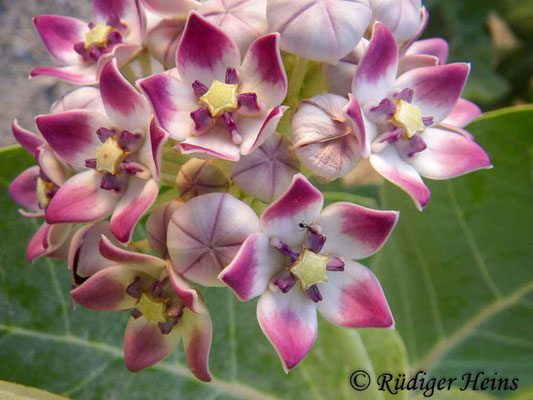 Calotropis procera (Oscher), 5.11.2014