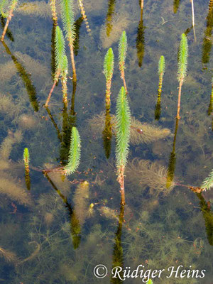 Hippuris vulgaris (Tannenwedel)