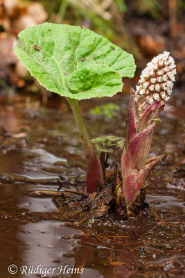 Petasites hybridus (Gewöhnliche Pestwurz)