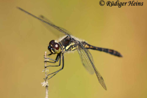 Sympetrum danae (Schwarze Heidelibelle) Männchen, 7.8.2010