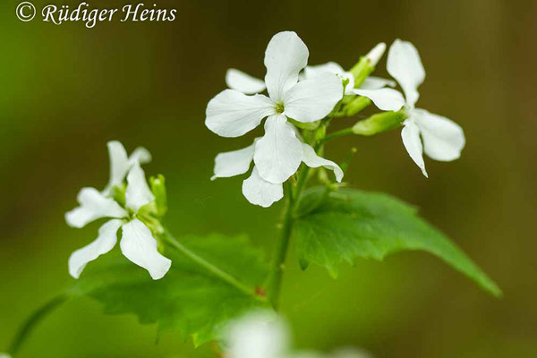 Lunaria annua (Einjähriges Silberblatt), 11.5.2020