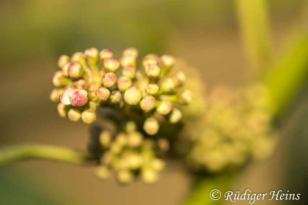 Ilex aquifolium (Europäische Stechpalme), 28.4.2023