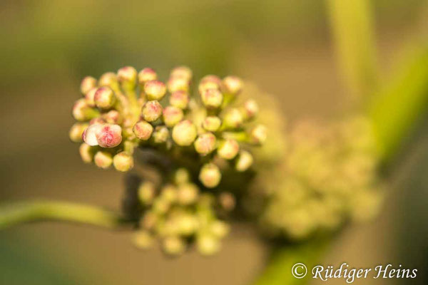 Ilex aquifolium (Europäische Stechpalme)