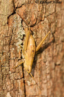 Chrysochraon dispar (Große Goldschrecke) Eiablage, 24.8.2011