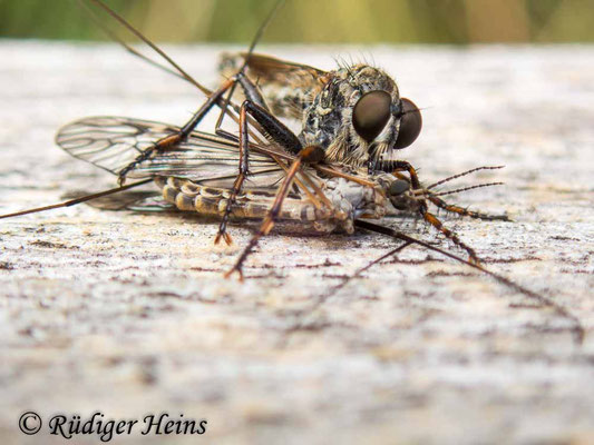 Tolmerus atricapillus (Gemeine Raubfliege) Männchen, 5.7.2020