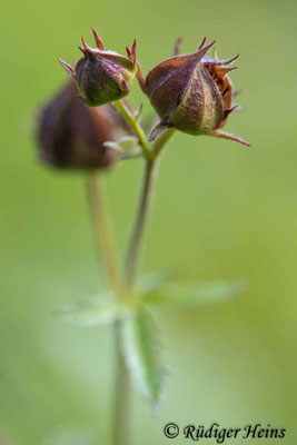 Comarum palustre (Sumpf-Blutauge)
