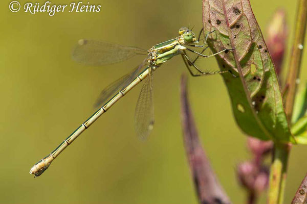 Lestes barbarus (Südliche Binsenjungfer) Weibchen, 26.7.2021