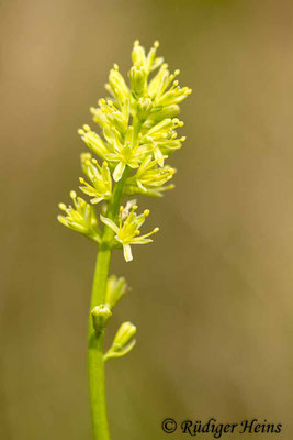 Tofieldia calyculata (Gewöhnliche Simsenlilie), 5.6.2014