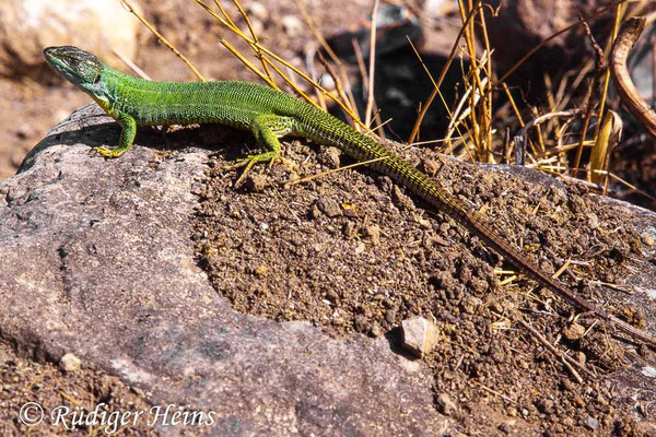 Lacerta trilineata (Riesen-Smaragdeidechse)