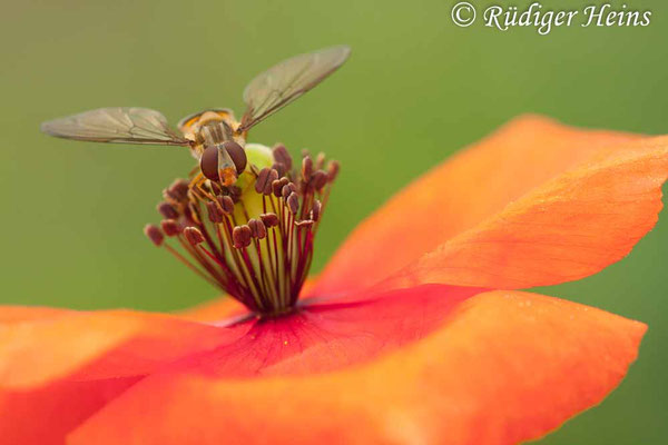 Papaver dubium, Saat-Mohn