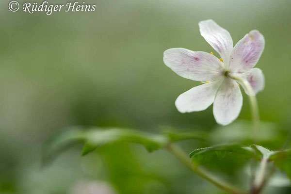 Buschwindröschen (Anemone nemorosa), 12.4.2024 - Makroobjektiv 100mm f/2.8