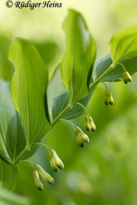 Polygonatum multiflorum (Vielblütige Weißwurz), 7.5.2020