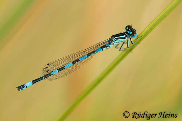 Coenagrion mercuriale (Helm-Azurjungfer) Männchen, 21.6.2017