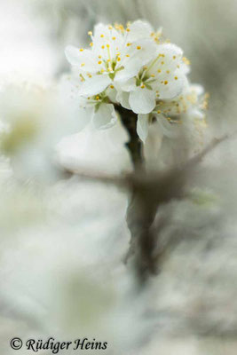 Blütenstand der Schlehe, 23.4.2025 - Jupiter 9 85 mm f/2