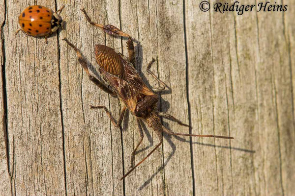 Leptoglossus occidentalis (Zapfenwanze)
