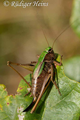 Metrioptera brachyptera (Kurzflügelige Beißschrecke) Weibchen, 14.9.2017