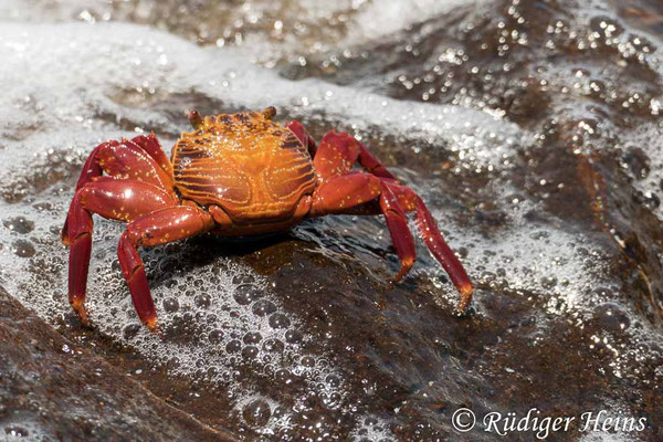 Grapsus grapsus (Rote Klippenkrabbe)