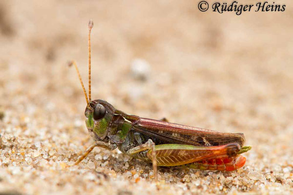 Myrmeleotettix maculatus (Gefleckte Keulenschrecke) Männchen, 15.8.2018