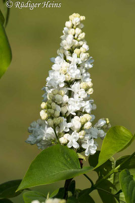 Syringa vulgaris (Gemeiner Flieder), 9.5.2020