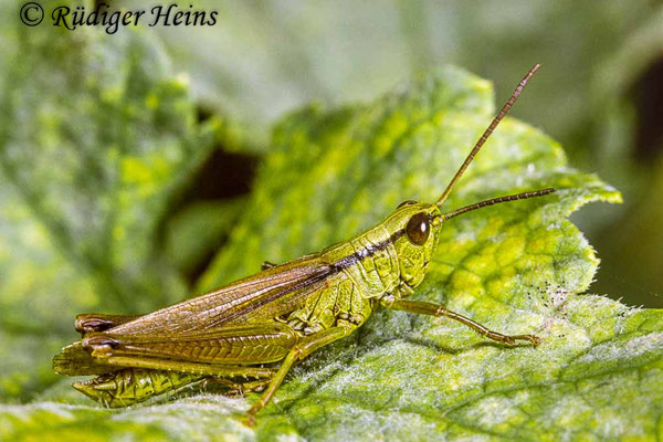Mecostethus parapleurus (Lauchschrecke) Männchen