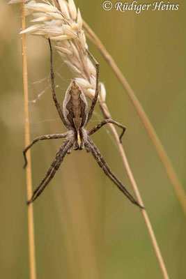 Pisaura mirabilis (Listspinne ), 11.7.2021