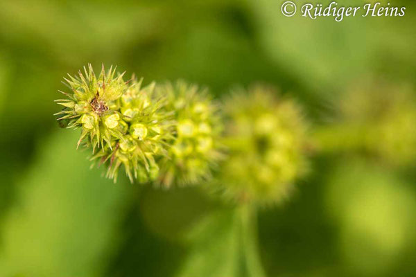 Lycopus europaeus (Ufer-Wolfstrapp), 5.9.2022