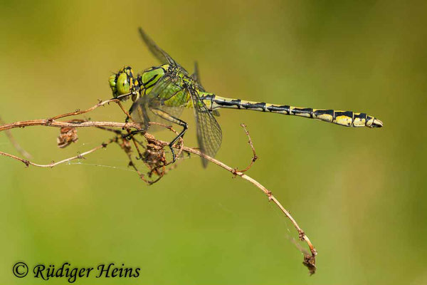 Ophiogomphus cecilia (Grüne Flussjungfer) Männchen, 3.9.2011