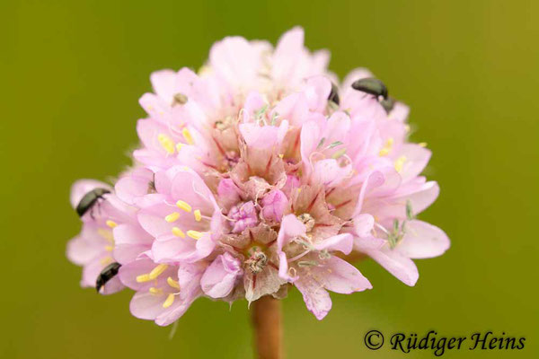 Armeria maritima (Strand-Grasnelke), 28.6.2009