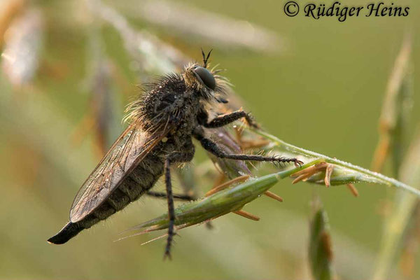 Dysmachus trigonus (Säbel-Raubfliege) Weibchen